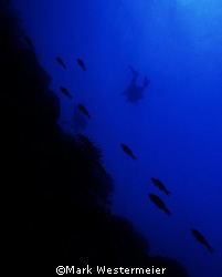 Swimming Away - Image taken in Turks and Caicos with a Ni... by Mark Westermeier 